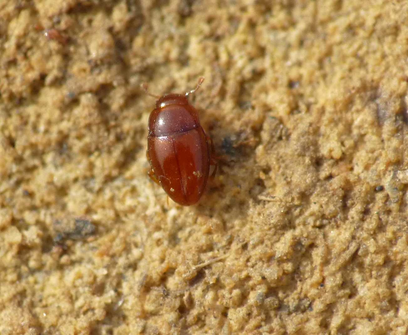 Coleotteri minuscoli - Cholovocera formicaria (cf.) Endomychidae
